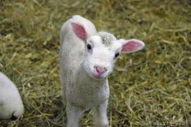 pre-lamb vaccination