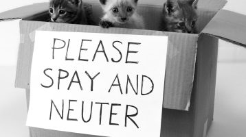 neuter pets